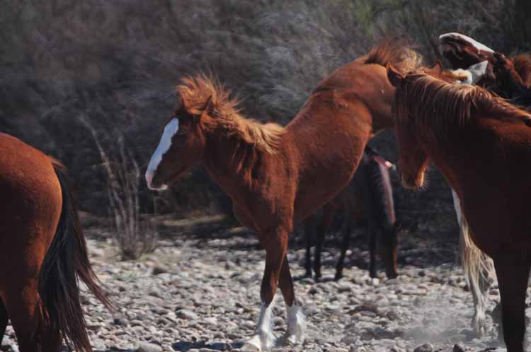 mustangs